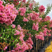 Sioux Crapemyrtle