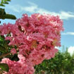 Sioux Crapemyrtle