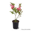 Sioux Crapemyrtle