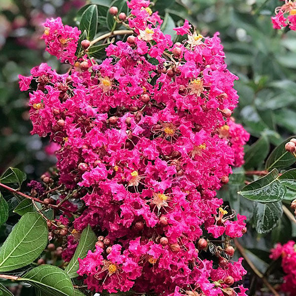 Tonto Crapemyrtles for Sale at Arbor Day's Online Tree Nursery. Arbor ...