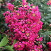 Tonto Crapemyrtle