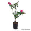 Tonto Crapemyrtle