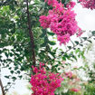 Tonto Crapemyrtle