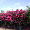 Tonto Crapemyrtle