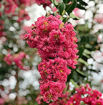 Tuscarora Crapemyrtle