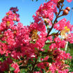 Tuscarora Crapemyrtle