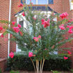 Tuscarora Crapemyrtle