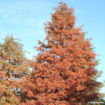 Baldcypress - Taxodium distichum