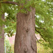 Baldcypress - Taxodium distichum