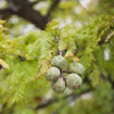 Baldcypress - Taxodium distichum