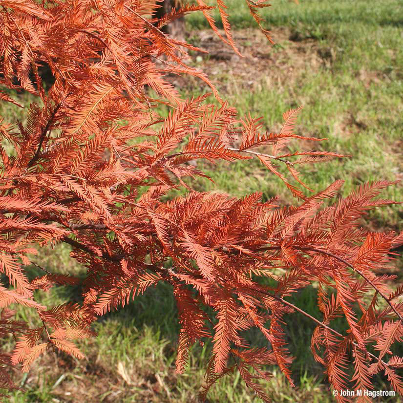 Baldcypress Trees For Sale At Arbor Day's Online Tree Nursery. Arbor 