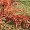 Baldcypress Taxodium distichum