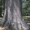 Willow Oak