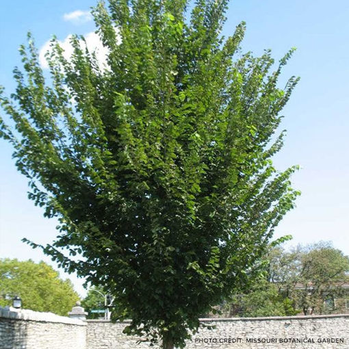 Princeton Elm