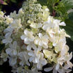 Lavalamp Candelabra Hydrangea