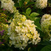 Lavalamp Candelabra Hydrangea