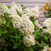 Sweet Summer Panicle Hydrangea