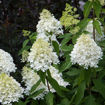 Sweet Summer Panicle Hydrangea