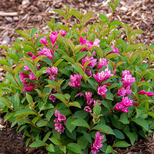 Date Night Strobe Weigela