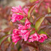 Date Night Strobe Weigela