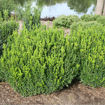 Sprinter Boxwood