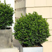 Sprinter Boxwood