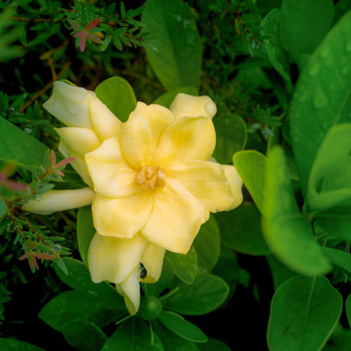 Golden Magic Jasmine Gardenia