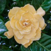 Golden Magic Jasmine Gardenia