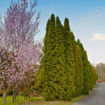 Full Speed A Hedge 'American Pillar'