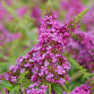 Lo & Behold Ruby Chip Butterfly Bush