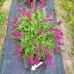 Lo & Behold Ruby Chip Butterfly Bush