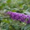 Blue Chip Butterfly Bush - Buddleia hybrid