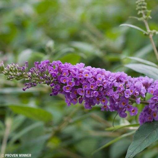 Blue Chip Butterfly Bush - Buddleia hybrid