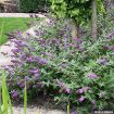 'Blue Chip Jr.' Butterfly Bush