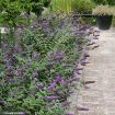 'Blue Chip Jr.' Butterfly Bush