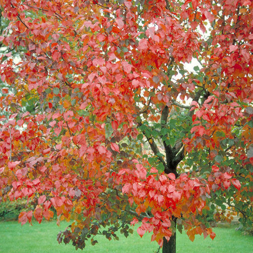 Red Sunset Maple - Acer rubrum "Franksred"