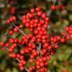 Berry Heavy® Winterberry