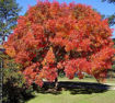 Northern Red Oak - Quercus rubra