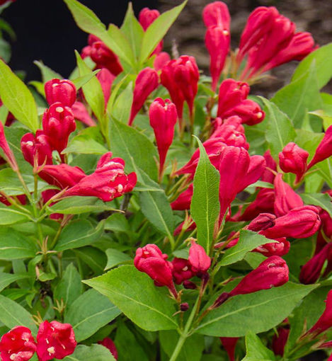 Crimson Kiss Weigela bush