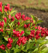 Crimson Kisses® Weigela