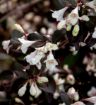 Tuxedo Weigela