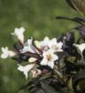 Tuxedo Weigela