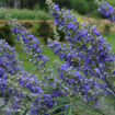 Delta Blues Vitex