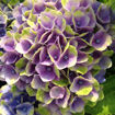 Everlasting Amethyst Hydrangea