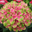 Everlasting® Amethyst Hydrangea