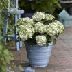 Everlasting® Amethyst Hydrangea