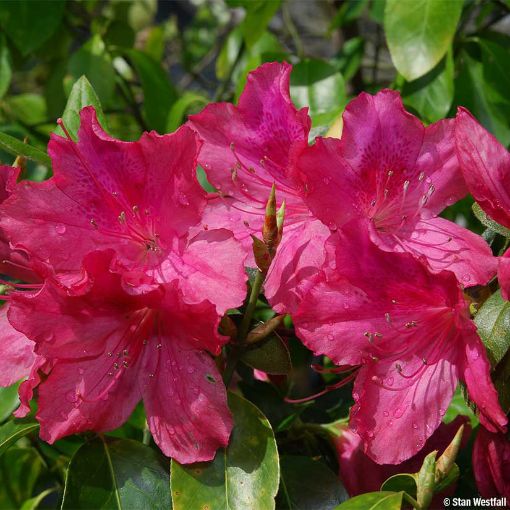 Formosa Azalea - Azalea indica Formosa shrub