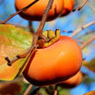 Fuyugaki Persimmon