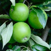 Granny Smith Apple