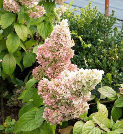 Lavalamp Moonrock Hydrangea bush